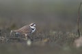 Little ringed plover