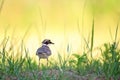 Little Ringed Plover standing on a grass in meadow