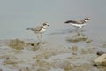 Little Ringed Plover Royalty Free Stock Photo