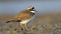 Little ringed plover & x28;Charadrius dubius& x29; Royalty Free Stock Photo