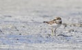 Little Ringed Plover (Charadrius dubius) Royalty Free Stock Photo