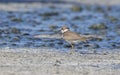 Little Ringed Plover (Charadrius dubius) Royalty Free Stock Photo