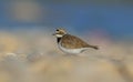 Little Ringed Plover (Charadrius dubius) Royalty Free Stock Photo