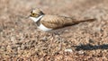 Little ringed plover (Charadrius dubius) perched atop the pebbled ground Royalty Free Stock Photo