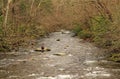 Little River in Great Smokey Mountains National Park