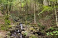 Little river on National park of Foreste Casentinesi Royalty Free Stock Photo