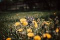 Little roaring devil walks through a field of dandelions. A grey and black kitten screams to the heavens that it is in the world. Royalty Free Stock Photo