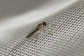 Little robber fly landed on a white plastic net. Macro photography. Close-up image. Royalty Free Stock Photo
