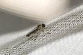 Little robber fly landed on a white plastic net. Macro photography. Close-up image. Royalty Free Stock Photo