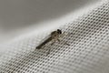 Little robber fly landed on a white plastic net. Macro photography. Close-up image. Royalty Free Stock Photo