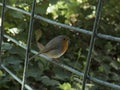 Little robin bird