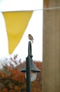 Little robin on a lamp pole with yellow flag in the foreground (2 of 6)