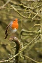 Little robin red breast
