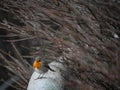 A Little Robin Red Breast Royalty Free Stock Photo