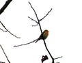 little robin on a tree branch Royalty Free Stock Photo