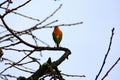 little robin on a tree branch Royalty Free Stock Photo