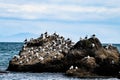 a little rock island in Pacific with a colony of seabirds - Kukak Bay , Alaska