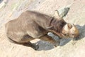 Little Rock Zoo Animals - Black Rhino 2 Royalty Free Stock Photo