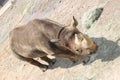 Little Rock Zoo Animals - Black Rhino Royalty Free Stock Photo