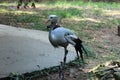 Little Rock Zoo Animals - Blue Crane 2 Royalty Free Stock Photo