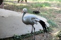 Little Rock Zoo Animals - Blue Crane Royalty Free Stock Photo