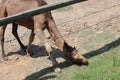 Little Rock Zoo Animals - Camel Royalty Free Stock Photo