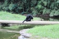 Little Rock Zoo Animals - Siamang 3 Royalty Free Stock Photo