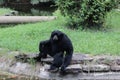 Little Rock Zoo Animals - Siamang Royalty Free Stock Photo