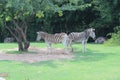 Little Rock Zoo Animals -4 Royalty Free Stock Photo