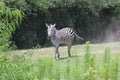 Little Rock Zoo Animals -2 Royalty Free Stock Photo