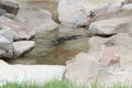 Little Rock Zoo - Mr. Otter-Man