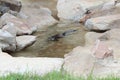 Little Rock Zoo - Mr. Otter-Man