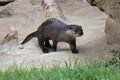 Little Rock Zoo - Mr. Otter-Man