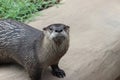 Little Rock Zoo - Mr. Otter-Man