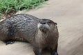 Little Rock Zoo - Mr. Otter-Man