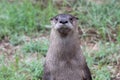 Little Rock Zoo - Mr. Otter-Man