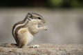 Little rodent eating an acorn