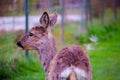 Little roe deer