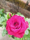 Little rose with buds in a home garden