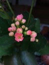 Little Rose Flowers bouquet in nature