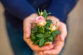 Little rose in hands as a gift, the concept of romantic relationships