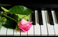 Little rosebud on the piano. Flower on a musical instrument. Birthday, March 8, international women`s day, February 14, Valentine