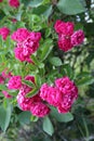 Little roses bloomed on a bush in the garden in summer