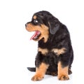 Little rottweiler puppy looking away. on white backgrou