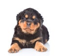 Little rottweiler puppy lying in front view. Isolated on white