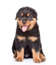 Little rottweiler puppy sitting in front view. Isolated on white