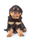 Little rottweiler puppy sitting in front view. on white