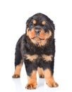 Little rottweiler puppy standing in front view. Isolated on white