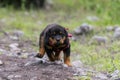 Little Rottweiler Running Royalty Free Stock Photo