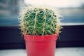 Little round cactus in flower pot Royalty Free Stock Photo